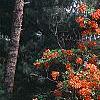 Rhododendron 'Fireball', habit