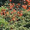 Rhododendron 'Fireball', habit
