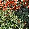 Rhododendron 'Fireball', habit