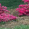 Rhododendron 'Gable Budoir', habit