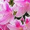 Rhododendron 'George Taber', flowers