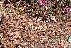 Rhododendron indicum, habit