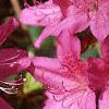 Rhododendron 'Karen's', flowers