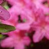 Rhododendron 'Karen's', flowers