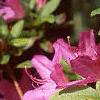 Rhododendron 'Karen's', flowers