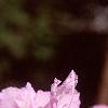 Rhododendron mucronulatum, flowers