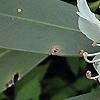 Rhododendron maximum, flowers