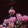 Rhododendron 'Olga Mezitt', habit