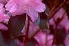 Rhododendron 'PJM', flowers
