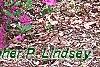 Rhododendron 'Sandra Ann', habit