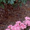 Rhododendron 'Weston's Mayflower', habit