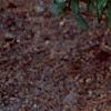 Rhododendron 'Weston's Mayflower', habit