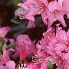 Rhododendron 'Weston's Mayflower', flowers