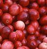 Vaccinium macrocarpon, fruit