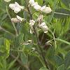 Baptisia leucantha, habit