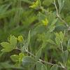 Baptisia leucantha, habit