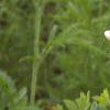 Baptisia leucantha, habit