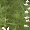 Baptisia leucantha, habit