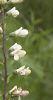 Baptisia leucantha, habit