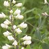 Baptisia leucantha, habit