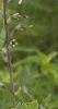 Baptisia leucantha, habit