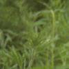 Baptisia leucantha, habit