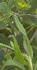 Baptisia leucantha, habit