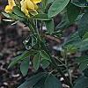 Baptisia sphaerocarpa, habit