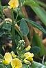 Baptisia sphaerocarpa, habit