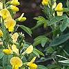 Baptisia sphaerocarpa, habit