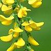 Laburnum x wateri, flowers