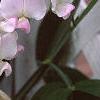 Lathyrus latifolius 'Blushing Bride', flowers