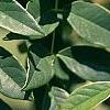 Maackia chinensis, leaves