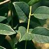 Maackia chinensis, leaves