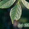 Maackia chinensis, leaves