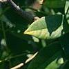Maackia chinensis, leaves