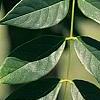 Maackia chinensis, leaves