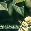 Maackia chinensis, leaves