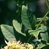 Maackia chinensis, leaves