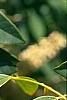 Maackia chinensis, leaves