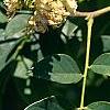 Maackia chinensis, leaves