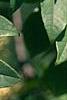 Maackia chinensis, leaves
