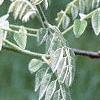 Maackia fauriei, leaves