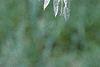 Maackia fauriei, leaves