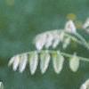 Maackia fauriei, leaves