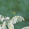 Maackia fauriei, leaves