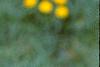 Maackia fauriei, leaves