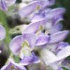 Wisteria macrostachya, flowers