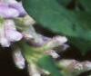Wisteria macrostachya, flowers
