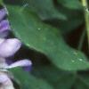 Wisteria macrostachya, flowers